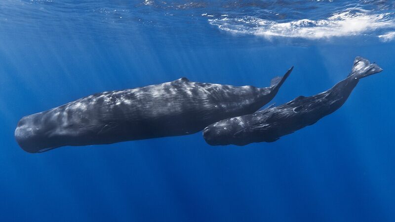 水中を泳ぐマッコウクジラの母子