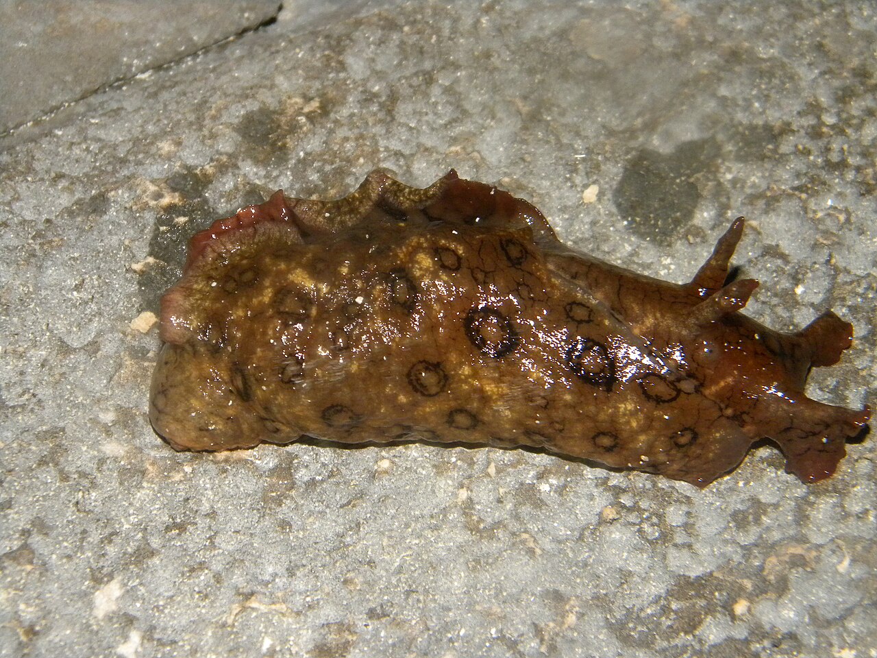トラフアメフラシの全身・岩の上を這う
