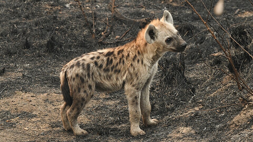 巣穴のブチハイエナの子ども