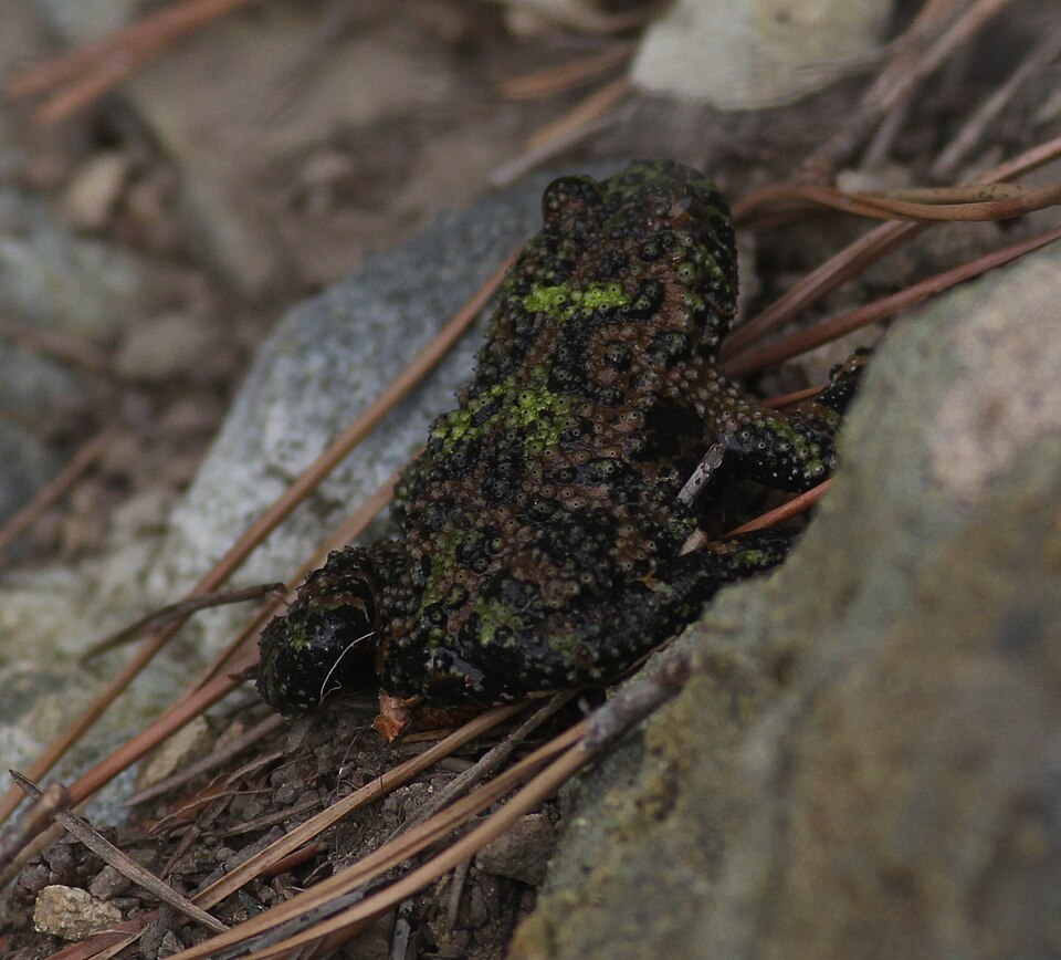 緑色の背中に黒いまだらがある、チョウセンスズガエル