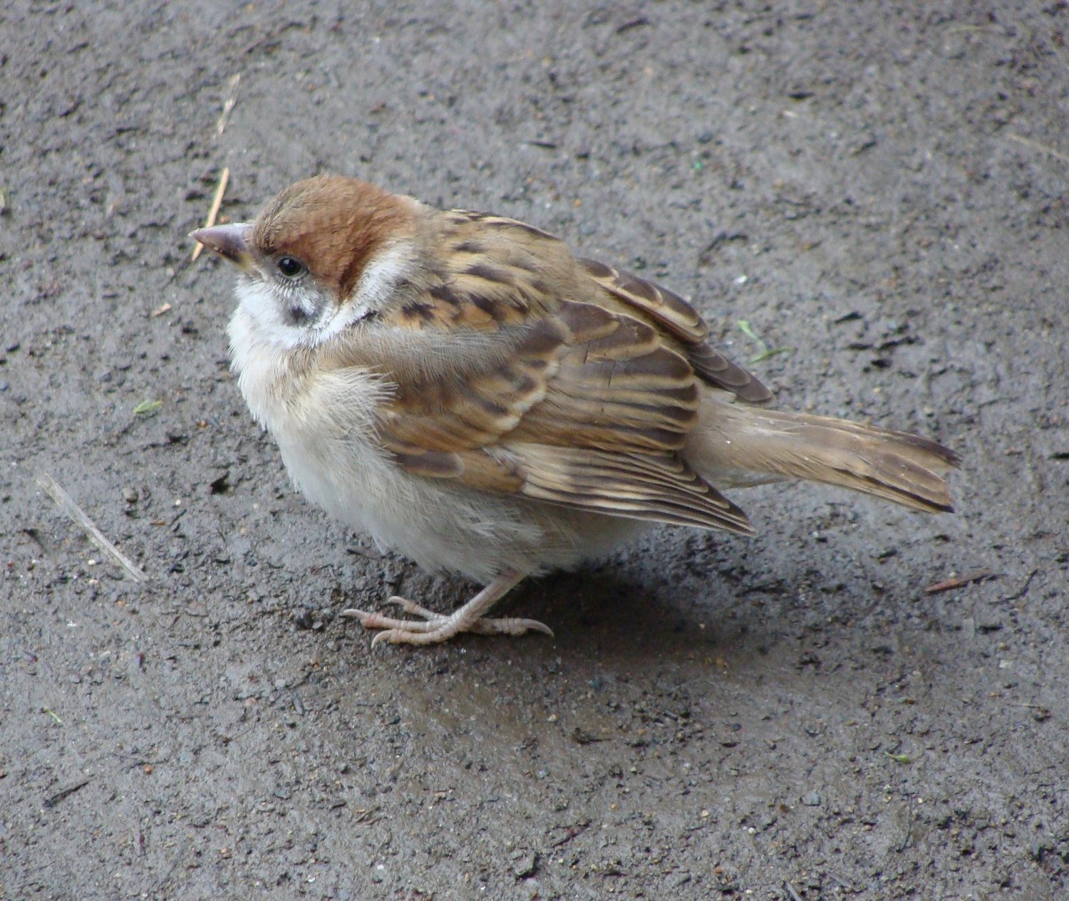 スズメの幼鳥