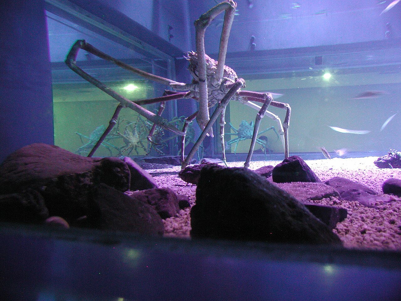 水族館のタカアシガニ
