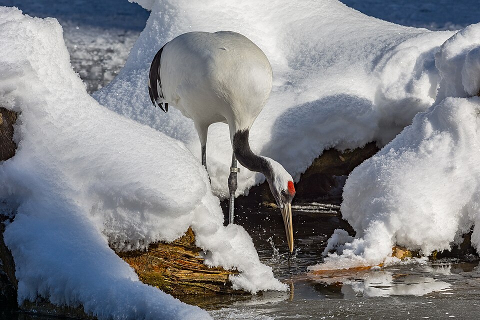 雪原で餌を探すタンチョウ