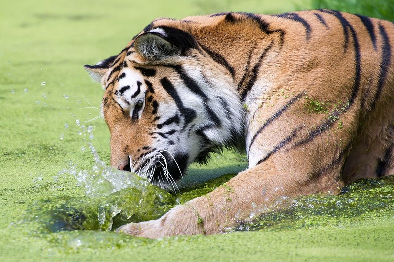水の中で水しぶきをあげるトラ