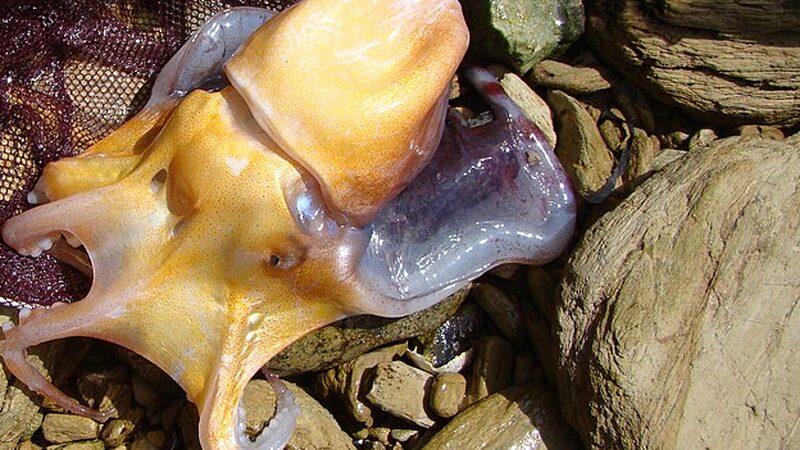 陸揚げされたムラサキダコの仲間