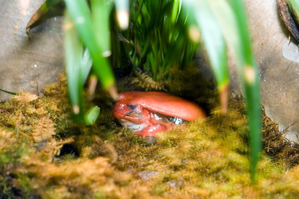 土にもぐるアカトマトガエル
