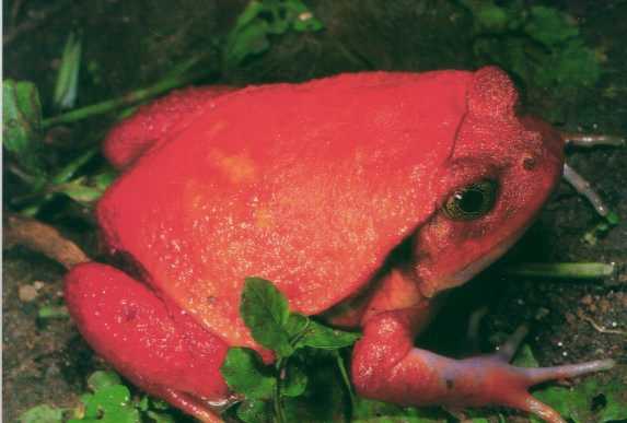 まん丸で真っ赤なアカトマトガエル