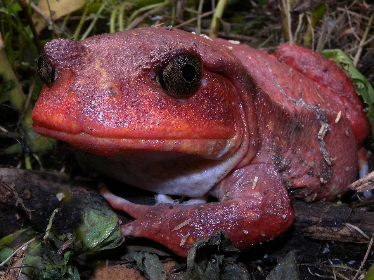 マダガスカルの野生のアカトマトガエル