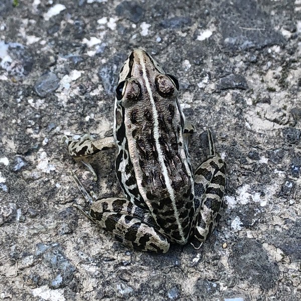 石の上に立つトノサマガエル