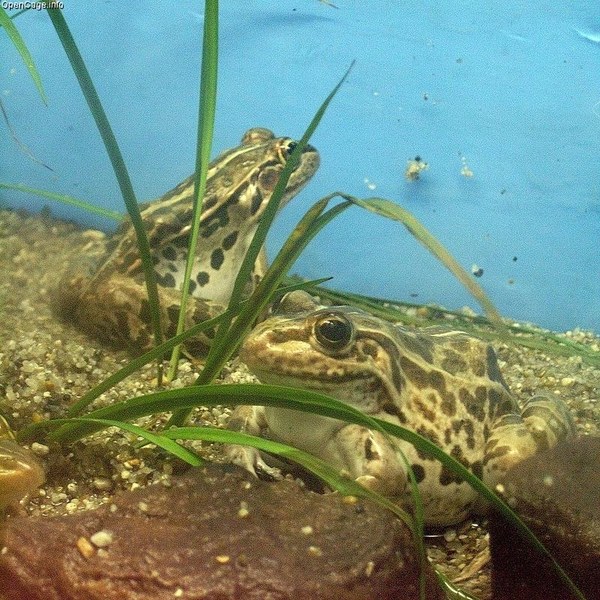 水中のトノサマガエル・全身