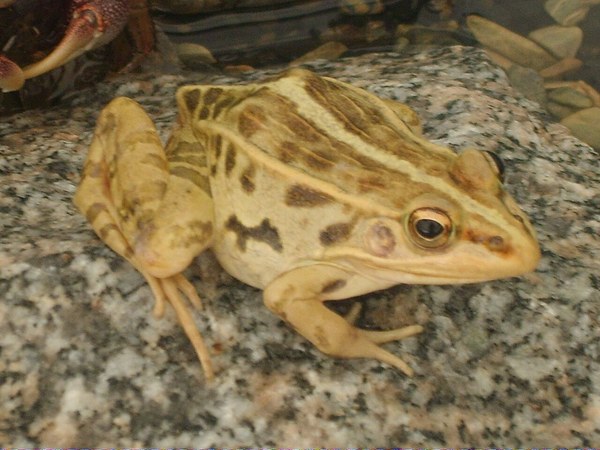 砂利上のトノサマガエル2匹