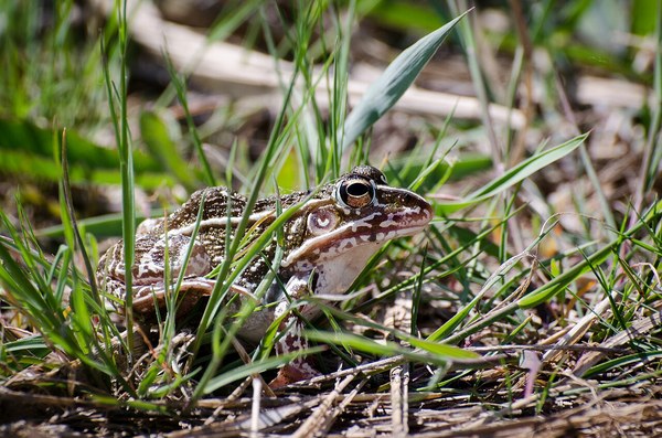 水辺の草に隠れるトノサマガエル