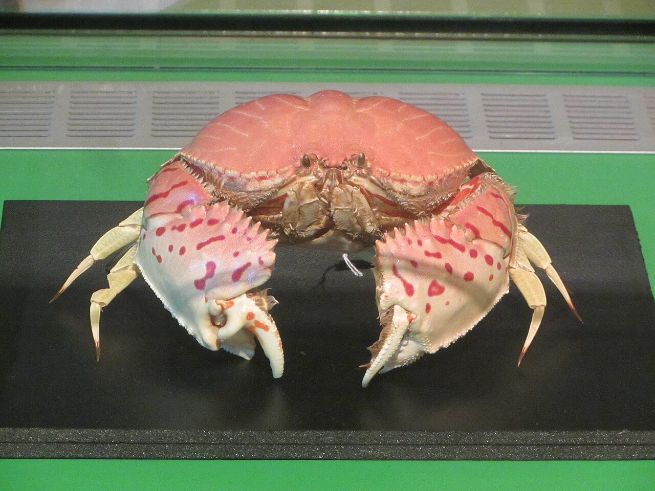 トラフカラッパの標本