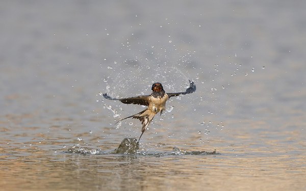 水面すれすれを飛ぶツバメ