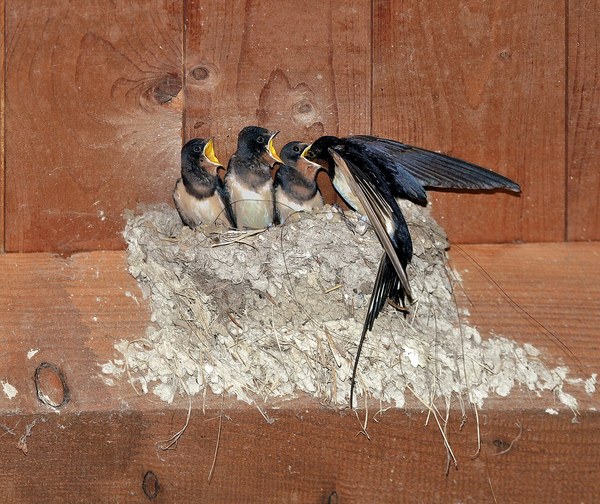 巣に給餌するツバメの親鳥と雛