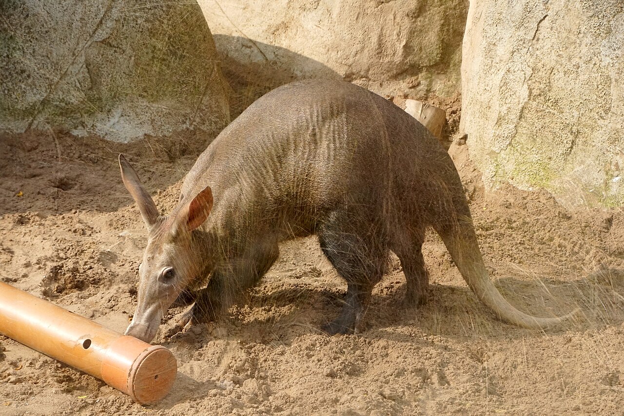 ツチブタ