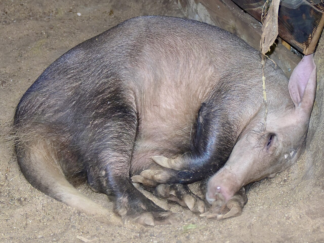 ツチブタ
