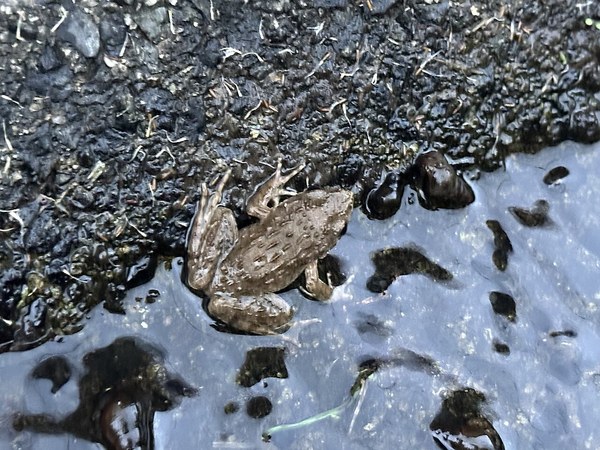大山のツチガエル