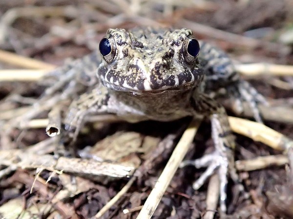 田んぼのツチガエル