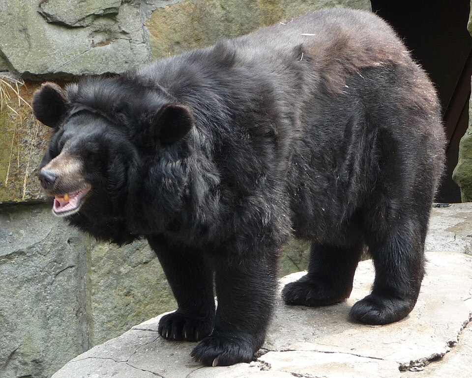 ツキノワグマの全身