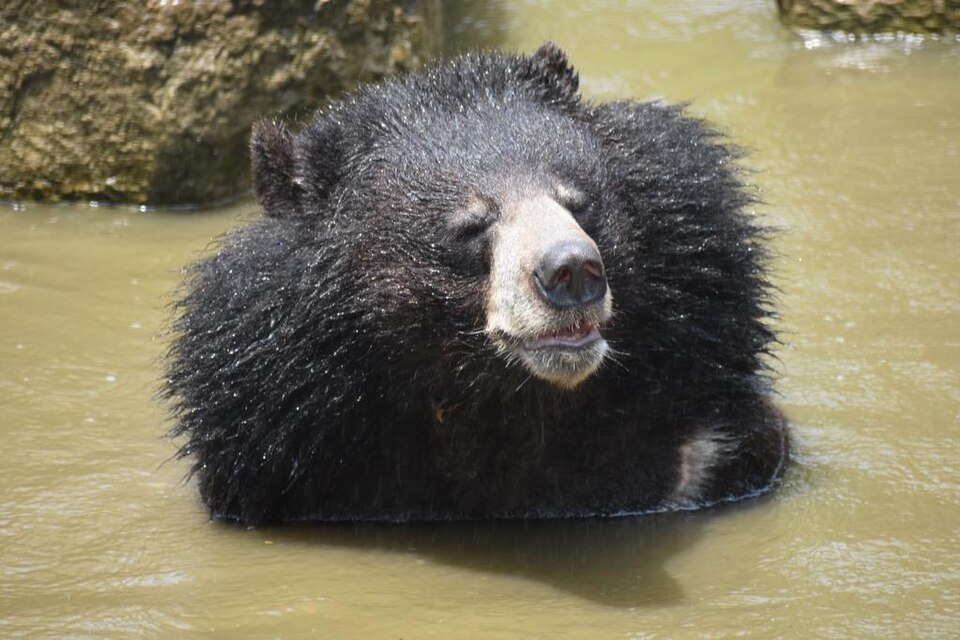 水辺のツキノワグマ