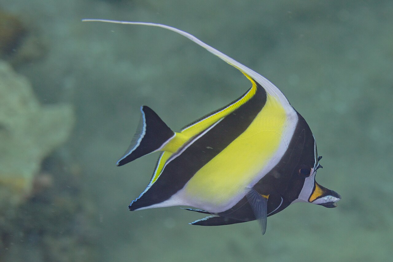 ツノダシの成魚・サンゴ礁を泳ぐ姿