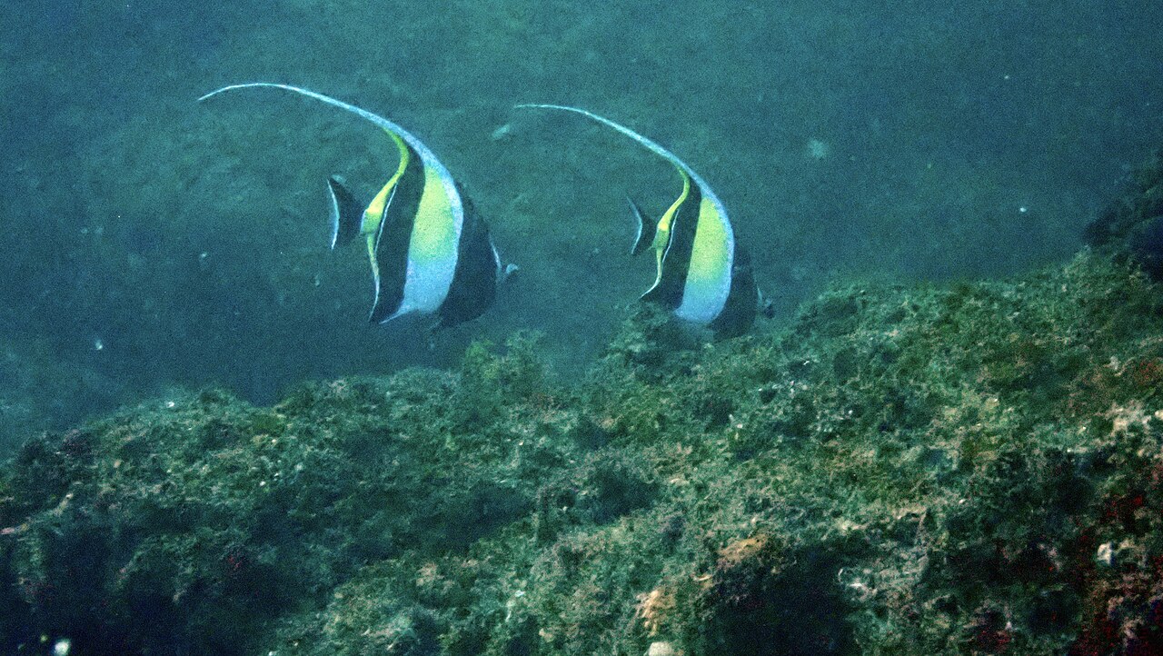 ツノダシ・南アフリカ海域のサンゴ礁で泳ぐ姿
