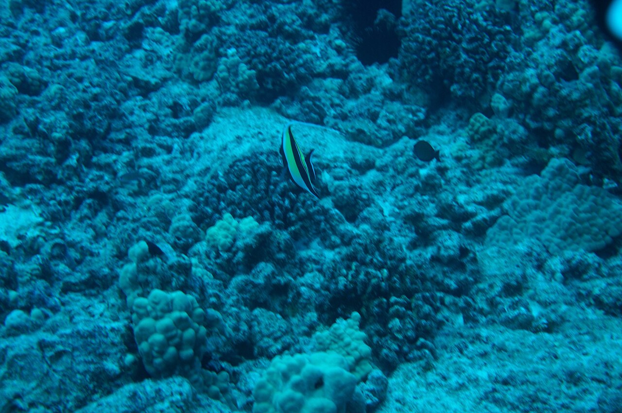 ツノダシ・水中で泳ぐ姿