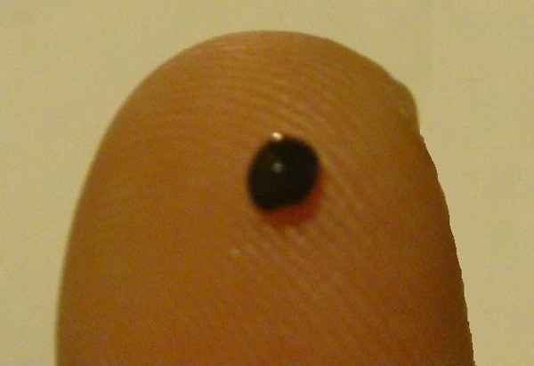 指先に載せたキャビアの一粒