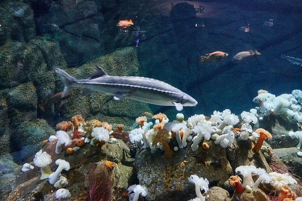 モントレー湾水族館の生息地展示に泳ぐチョウザメ