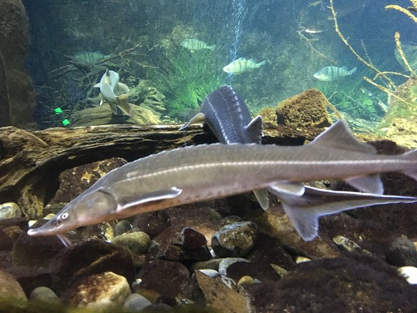 ウルム動物園水族館のチョウザメ