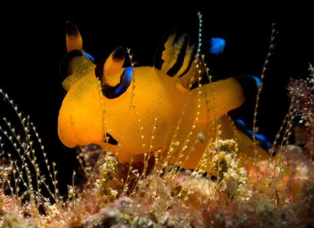 触角と背中の突起が目立つウデフリツノザヤウミウシ