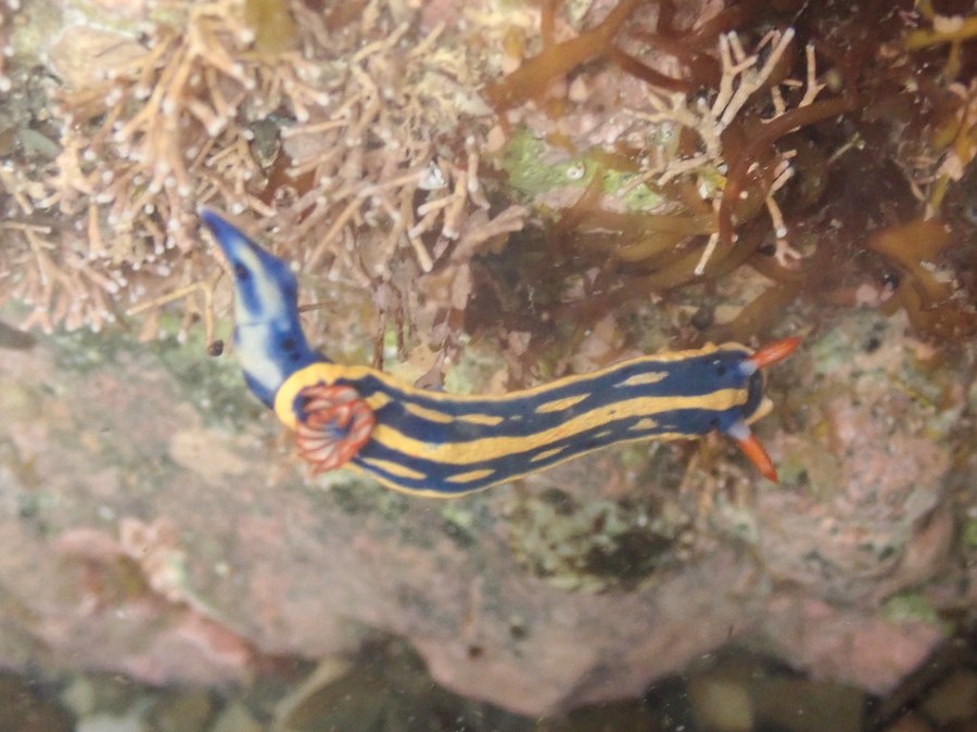 海の岩場をはうアオウミウシ。青い体に黄色い線、オレンジの触角とえら