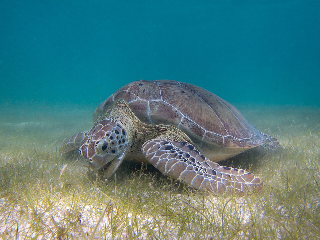 海草を食べるアオウミガメ