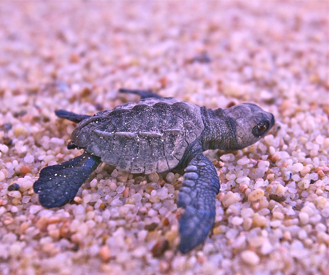 砂浜の赤ちゃんウミガメ