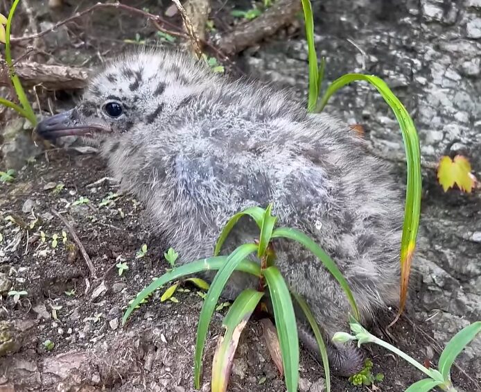 ウミネコの雛