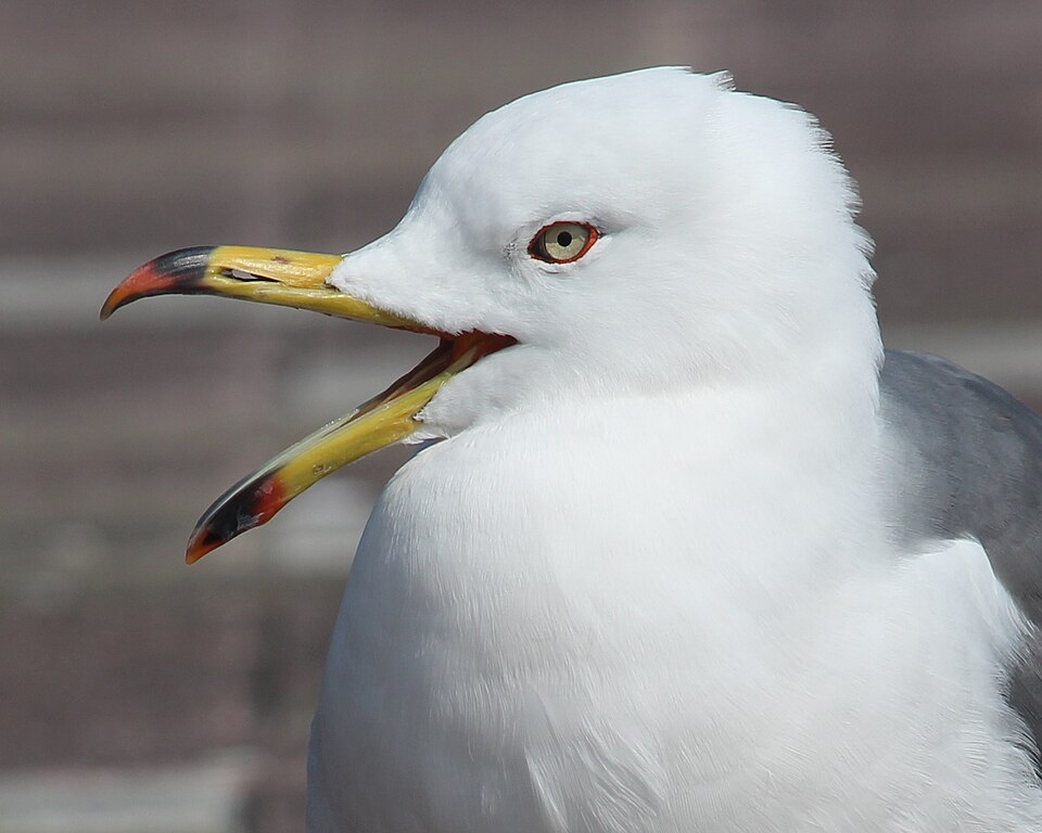 口を開けて鳴くウミネコの頭部