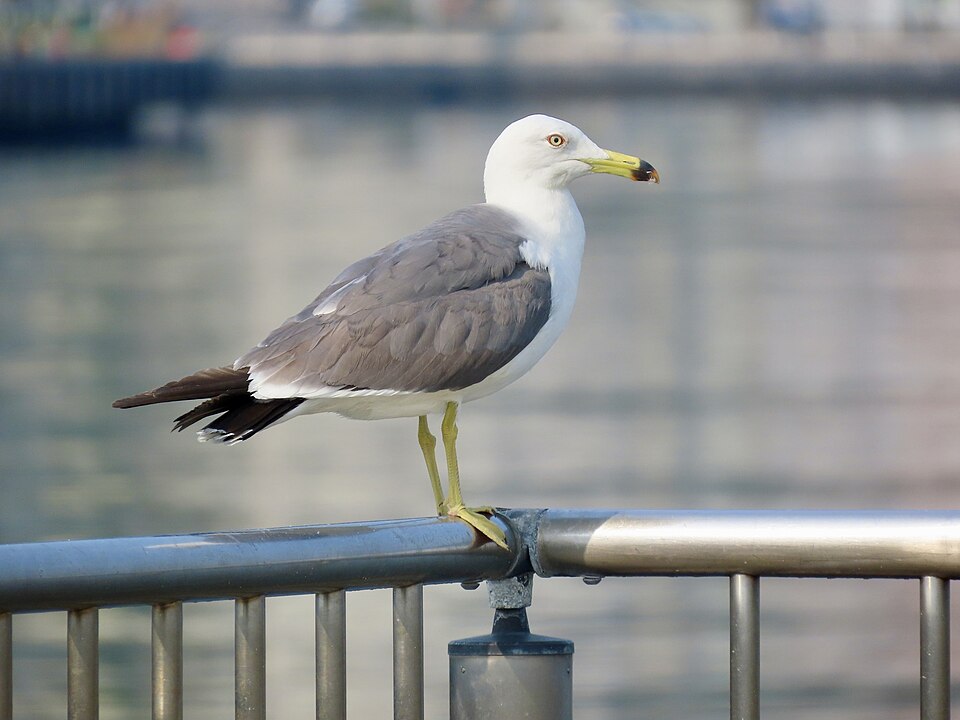 港の柵にとまるウミネコ
