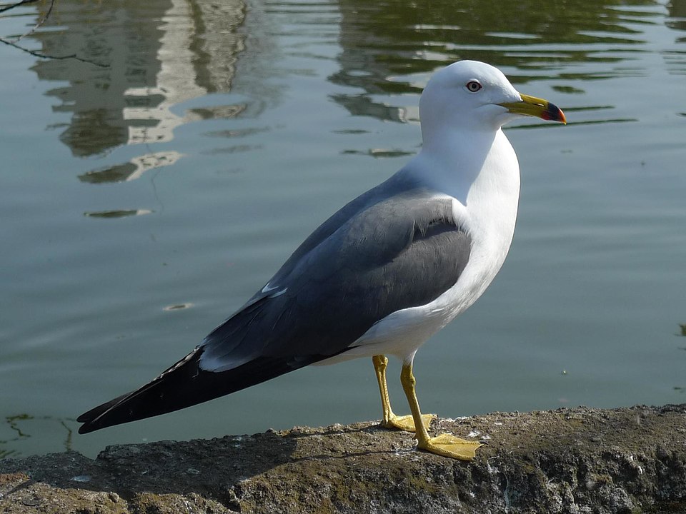 沿岸の岩の上に立つウミネコの成鳥