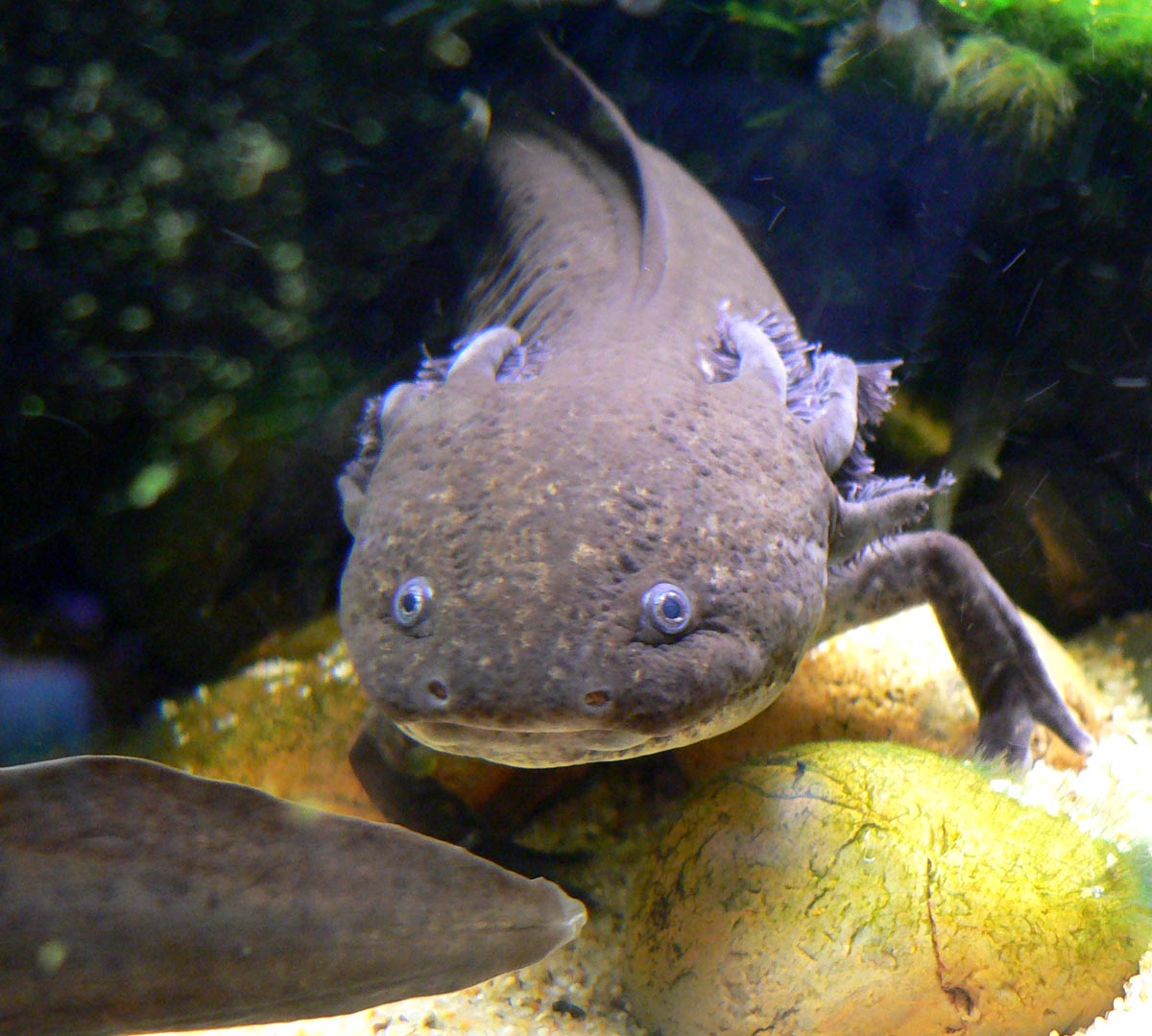 頭の後ろにふさふさのエラを生やしたウーパールーパー