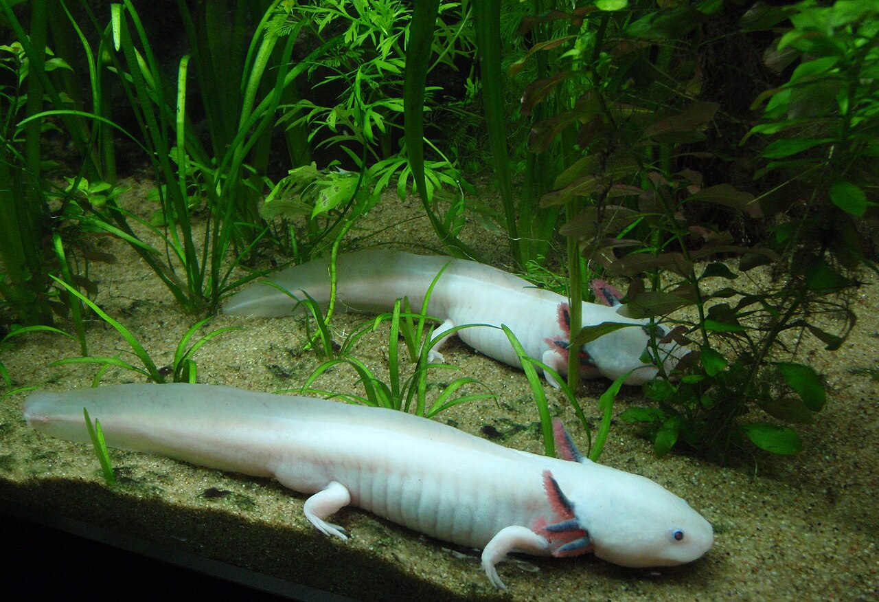 水草をレイアウトした水槽で飼育されるウーパールーパー