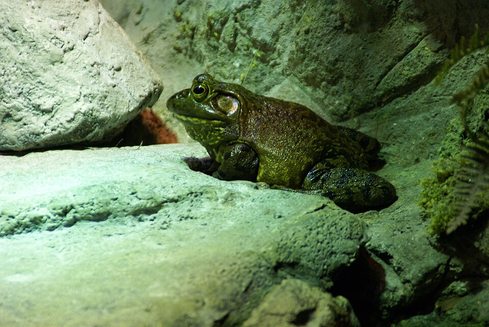 大きな鼓膜が目立つ、大型のウシガエル