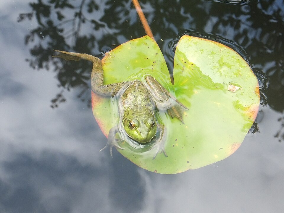 睡蓮の葉の上にいるウシガエル