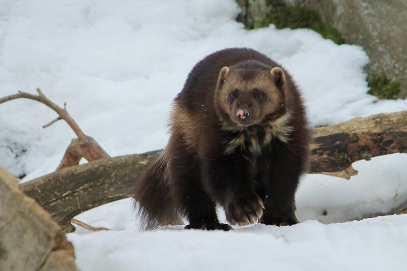 クズリの全身（動物園）