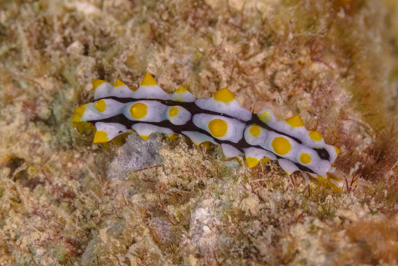 タテヒダイボウミウシがフィリピンの岩礁を這う姿