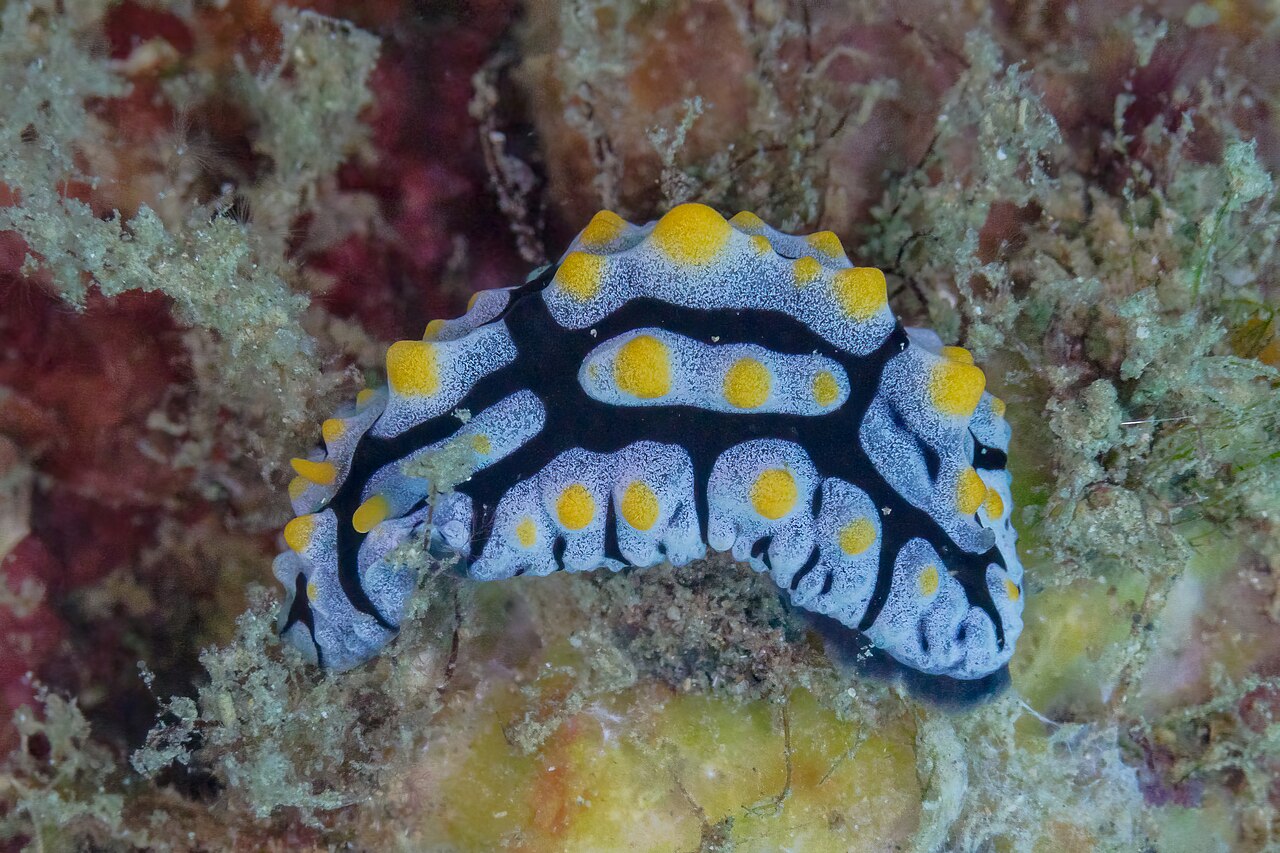 タテヒダイボウミウシの上面・黒縦筋の縦ヒダ模様