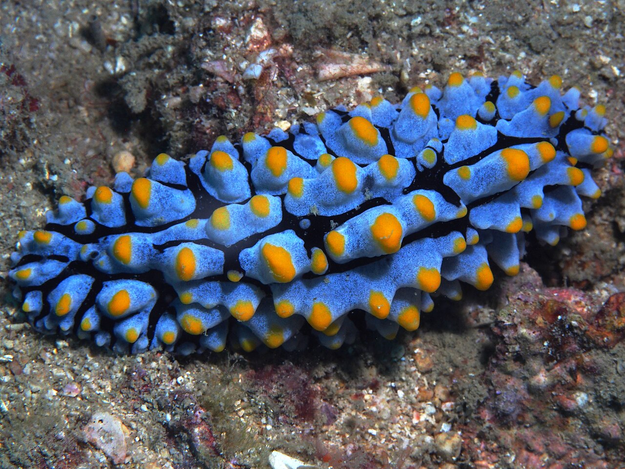 タテヒダイボウミウシの立体的なイボ・青地に橙の粒