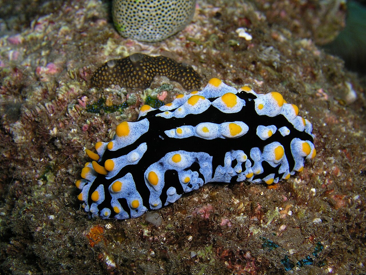タテヒダイボウミウシ・東ティモール沿岸