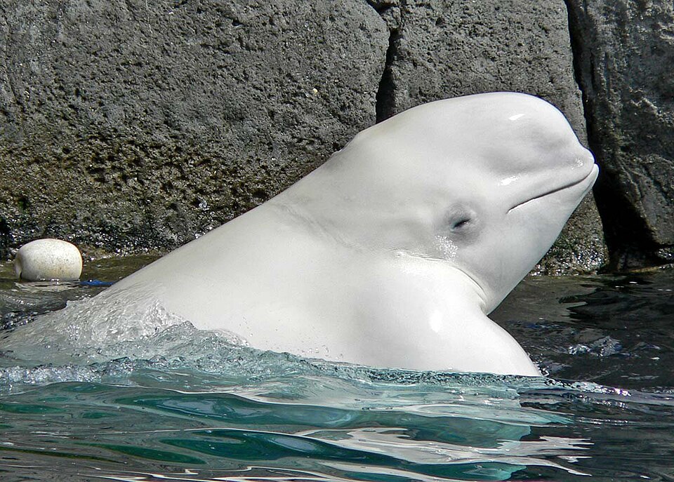 ハクジラの仲間シロイルカ（ベルーガ）