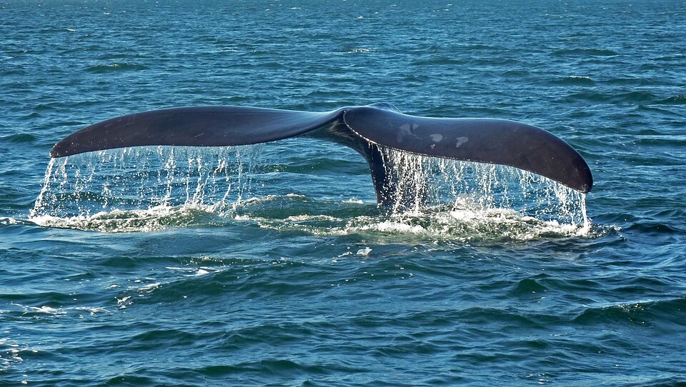 海面に上がるクジラの尾びれ